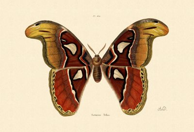 Atlas Moth by French School